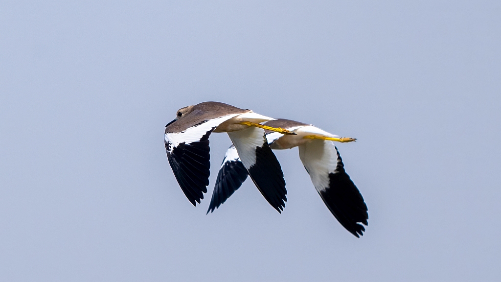 White-tailed Lapwing